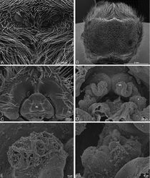 Figure 29. A–F Dorceus fastuosus, female from Mashabim sand dunes, Israel (MR002, MR), scanning electron micrographs. A median eye group B prosoma, dorsal C epigynum, ventral view D cleared vulva, dorsal view E detail, left spermathecal head F detail, right spermatheca. ML median lobe S spermatheca SH spermathecal head.