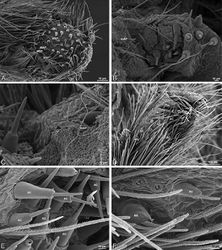 Figure 30. A–F Dorceus fastuosus, female from Mashabim sand dunes, Israel (MR002, MR), scanning electron micrographs of spinnerets. A left ALS B left PMS C detail of left PMS D left PLS E aciniform field on left PLS F modified spigot and flanking aciniform gland spigot on left PLS. Unlabeled spigots in B and C thought to be a mixture of aciniform gland spigots and cylindrical gland spigots. AC aciniform gland spigot MAP major ampullate gland spigot mAP minor ampullate gland spigot MS modified spigot PI piriform gland spigot.