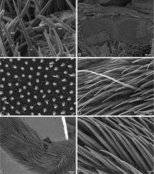 Figure 31. A–F Dorceus fastuosus, female from Mashabim sand dunes, Israel (MR002, MR), scanning electron micrographs. A detail of spigots on left ALS B cribellum C detail cribellar spigots D trichobothrium, left tibia IV E calamistrum, left metatarsus IV F detail, calamistrum seta, left metatarsus IV. MAP major ampullate gland spigot PI piriform gland spigot.