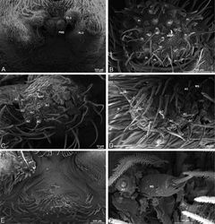 Figure 32. A–F Dorceus fastuosus, male from Mashabin Sand Dunes, Israel (MR006, HUJ), scanning electron micrographs of spinnerets. A overview B left ALS C left PMS D left PLS E vestigial cribellum F modified spigot and flanking aciniform spigot on left PLS. AC aciniform gland spigot ALS anterior lateral spinneret MAP major ampullate gland spigot mAP minor ampullate gland spigot MS modified spigot PI piriform gland spigot PLS posterior lateral spinneret PMS posterior median spinneret.