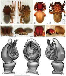 Figure 33. A–K Dresserus sp. A–D male from Manga Forest Reserve, Tanzania (ZMUC), image D reversed E–H female from Mazumbai, Tanzania (CASENT 9025747, CAS) I–K male from Mazumbai, Tanzania (CASENT 9025746, CAS) A–D habitus of male, photomicrographs E–H habitus of female, photomicrographs I–K illustrations of left male palp A, E dorsal view B, F ventral view C, G anterior view D, H lateral view I prolateral view J ventral view K retrolateral view. C conductor E embolus ST subtegulum T tegulum.