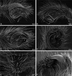 Figure 34. A–F Dresserus sp. A–E male from Mazumbai, Tanzania (CASENT 9025746, CAS), scanning electron micrographs of right palp, images reversed to appear as left palp F female from Klein Kariba, South Africa (CASENT 9025745, CAS), scanning electron micrographs of left chelicera A prolateral view B retrolateral view C ventral view D apical view E palpal tibia, dorsal view F distal part of chelicerae showing fang and teeth. C conductor E embolus T tegulum.