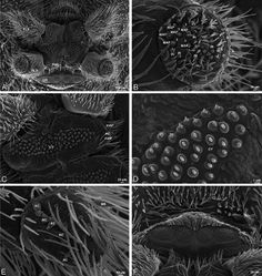 Figure 36. A–F Dresserus sp., female from Mazumbai, Tanzania (CASENT 9025747, CAS), scanning electron micrographs of spinnerets. A overview B left ALS C right PMS D detail, cylindrical gland spigots on right PMS E left PLS F cribellum. AC aciniform gland spigot ALS anterior lateral spinneret CR cribellum CY cylindrical gland spigot MAP major ampullate gland spigot mAP minor ampullate gland spigot MS modified spigot PI piriform gland spigot PLS posterior lateral spinneret PMS posterior median spinneret.