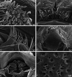 Figure 37. A–F Dresserus sp., scanning electron micrographs. A, C female from Mazumbai, Tanzania (CASENT 9025747, CAS) D, F female from Klein Kariba, South Africa (CASENT 9025745, CAS) A detail of spigots on right ALS B detail of spigots on anterior part of PMS C detail of spigots on anterior part of right PMS D epigynum, ventral view E vulva, dorsal view F detail of pores on right spermathecal head. AC aciniform gland spigot CD copulatory duct CY cylindrical gland spigot FD fertilization duct MAP major ampullate gland spigot mAP minor ampullate gland spigot PI piriform gland spigot S spermatheca SH spermathecal head t tartipore.