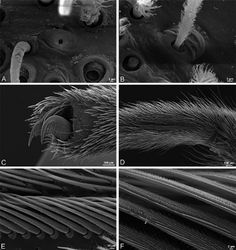 Figure 38. A–F Dresserus sp., female from Klein Kariba, South Africa (CASENT 9025745, CAS), scanning electron micrographs of legs A tarsal organ, left leg I B trichobothrium, left leg I C tarsal claw, left leg I setae removed D left metatarsus IV, retrolateral view, showing calamistrum E detail of calimistrum F detail of teeth on calimistrum setae.