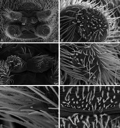 Figure 39. A–F Dresserus sp., male from Mazumbai, Tanzania (CASENT 9025747, CAS), scanning electron micrographs of spinnerets and epiandrous region. A overview of spinnerets B right ALS C PMS D left PLS E modified spigot on right PLS F epiandrous region. AC aciniform gland spigot ALS anterior lateral spinneret MAP major ampullate gland spigot mAP minor ampullate gland spigot MS modified spigot n nubbin PI piriform gland spigot PLS posterior lateral spinneret PMS posterior median spinneret t tartipore.