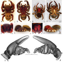 Figure 40. A–J Eresus walckenaeri. A–D, I–J male from Kresna, Bulgaria (MR) E–H female from 5 km south of Monemvasia, Lakonia, Greece (ZMUC 00012903, ZMUC) A–D habitus of male, photomicrographs E–H habitus of female, photomicrographs I, J illustrations of left male palp A, E dorsal view B, F ventral view C, G anterior view D, H lateral view I prolateral view J retrolateral view. C conductor E embolus ST subtegulum T tegulum.