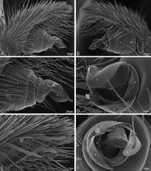 Figure 41. A–F Eresus walckenaeri from Kresna, Bulgaria (MR), scanning electron micrographs of right male palp, images reversed to appear as left palp. A prolateral view B retrolateral view C detail of embolic division, prolateral view D detail of embolic division, retrolateral view E apex of cymbium, ventral view F detail of embolic division, apical view. C conductor E embolus ST subtegulum T tegulum.