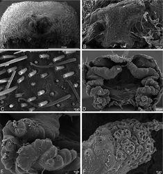 Figure 42. A–F Eresus walckenaeri female from 5 km south of Monemvasia, Lakonia, Greece (ZMUC 00012903), scanning electron micrographs. A prosoma, anterior view B epigynum C tarsal organ, left leg I. ventral view D vulva, dorsal view E left spermatheca F left spermathecal head. S spermatheca SH spermathecal head.