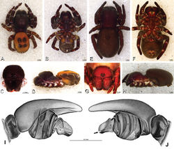 Figure 43. A–J Eresus kollari. A–D, I, J male from Prague, Czechia (MR007, MR) E–H female from res. Srbsko, Czechia (MR016, MR) A–D habitus of male, photomicrographs E–H habitus of female, photomicrographs I, J illustrations of left male palp A, E dorsal view B, F ventral view C, G anterior view D, H lateral view I prolateral view J retrolateral view, arrow indicates notch in conductor. C conductor E embolus T tegulum.