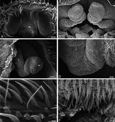 Figure 45. A–F Eresus spp., scanning electron micrographs. A–D Eresus sandaliatus female from SE of Silkeborg, Denmark (CASENT 9039243, CAS) E Eresus kollari female from Srbsko, Czechia (MR016, MR) F Eresus kollari male from Prague, Czechia (MR007, MR) A epigynum, ventral view B vulva, dorsal view C left spermathecal head D detail, left spermatheca E trichobothria, left tibia I F epiandrous region. ML median lobe S spermatheca SH spermathecal head.