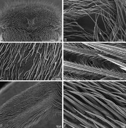 Figure 46. A–F Eresus kollari from Srbsko, Czechia (MR016, MR), scanning electron micrographs of female. A prosoma, anterior view B left cheliceral boss C detail of carapace texture D tarsal organ, left leg I E calamistrum, left metatarsus IV F detail, calamistrum seta, left metatarsus IV.