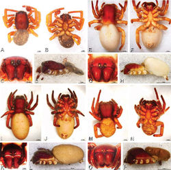 Figure 47. A–P Gandanameno sp., habitus, photomicrographs. A–D male from Harare, Zimbabwe (AcAT 2005/123, NCA), images reversed E–H female from Hanover, South Africa (SAM-ENW-B006896/9958, SAM) I–L female from Iringa, Tanzania (ZMUC 19970530, ZMUC) M–P female from Eierfontein, South Africa (SAM-12823, SAM) A, E, I, M dorsal view B, F, J, N ventral view C, G, K, O anterior view D, H, L, P lateral view.