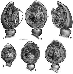 Figure 48. A–F Gandanameno sp., illustrations of left male palp. A–C from Naauwpoort, North West Province, South Africa (SAM 1600, SAM) D from Van Riebeeck Park, Western Cape, South Africa (CASENT 9023763, CAS) E from Graaff-Reinet, Eastern Cape, South Africa (SAM 12571, SAM) F from Hanover, South Africa (SAM 9465, SAM) A obliquely retrolateral view B, D–F ventral view C obliquely prolateral view. All images at the same scale. C conductor E embolus ST subtegulum T tegulum.