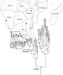 Figure 51. Bayesian phylogenetic tree of the spider family Eresidae based on mixed model analysis (eight data partitions, manually adjusted alignment; see Miller et al. 2010a[1]); outgroups not shown, see Fig. S1. For the genus Gandanameno, DNA specimen codes are substituted for taxonomic name and specimens are linked to their collection locality in southern Africa. Male specimens indicated by male symbol, female specimens indicated either by a female symbol or a square, the darkness of which indicates the strength and presence of cuspules, scored as in Fig. 50. Branches drawn proportional to change. Numbers at nodes are percent posterior probabilities of 50 or greater.