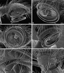 Figure 55. A–F Gandanameno sp. from Harare, Zimbabwe (AcAT 2005/123, NCA), scanning electron micrographs, right male palp, images reversed to appear as left palp. A prolateral view B retrolateral view C ventral view D apical view E detail of distal tip of conductor F palpal tibia, dorsal view. C conductor E embolus ST subtegulum T tegulum.