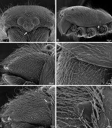 Figure 56. A–F Gandanameno sp., scanning electron micrographs of prosoma and chelicerae. A–D male from Harare, Zimbabwe (AcAT 2005/123, NCA) E, F male from Hanover, South Africa (SAM 9465, SAM) A prosoma, anterior view, arrow indicates clypeal hood B prosoma, lateral view C, E left chelicerae, lateral view, arrow in E indicates cheliceral boss D detail of left chelicerae showing absence of cheliceral boss F detail of left chelicerae showing cheliceral boss.