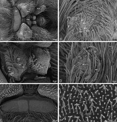 Figure 57. A–F Gandanameno sp. from Iringa, Tanzania (ZMUC 19970530, ZMUC), scanning electron micrographs of female spinnerets. A overview B right ALS C right PMS D left PLS E cribellum F cribellar spigots. AC aciniform gland spigot ALS anterior lateral spinneret CR cribellum CY cylindrical gland spigot MAP major ampullate gland spigot mAP minor ampullate gland spigot MS modified spigot n nubbin PI piriform gland spigot PLS posterior lateral spinneret PMS posterior median spinneret t tartipore.