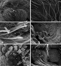 Figure 58. A–F Gandanameno sp., scanning electron micrographs. A–E female from Iringa, Tanzania (ZMUC 19970530, ZMUC) F female from Hanover, South Africa (SAM-ENW-B006896/9958) A, B prosoma C–F details of spinneret spigots A anterior view, arrow indicates clypeal hood B left cheliceral boss C detail of modified spigots on right female PLS D detail of spigots on anterior part of right female PMS E detail of cylindrical gland spigots on posterior part of left female PMS F right PMS. AC aciniform gland spigot CY cylindrical gland spigot MAP major ampullate gland spigot mAP minor ampullate gland spigot MS modified spigot n nubbin PI piriform gland spigot t tartipore.