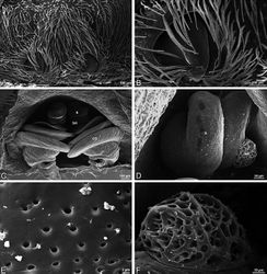 Figure 59. A–F Scanning electron micrographs of epigynum and vulva of Gandanameno sp. A, B from Iringa, Tanzania (ZMUC 19970530, ZMUC) C–F from Kommetjie, Cape Town, South Africa (CASENT 9039241, CAS) A epigynum, ventral view B detail of right copulatory opening, ventral view C cleared vulva, dorsal view D detail of right spermatheca and spermathecal head E detail, right spermatheca F detail, right spermathecal head. CD copulatory duct FD fertilization duct S spermatheca SH spermathecal head.