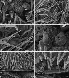 Figure 61. A–F Gandanameno sp. from Hanover, South Africa (SAM 9465, SAM), scanning electron micrographs of male spinnerets. A detail of spigots on left ALS B left PLS C detail of spigots on left PLS D detail of spigots on left PMS E epiandrous region F detail of epiandrous gland spigots. AC aciniform gland spigot MAP major ampullate gland spigot mAP minor ampullate gland spigot MS modified spigot PI piriform gland spigot.