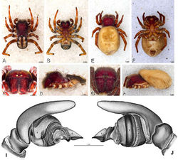 Figure 62. A–J Loureedia annulipes. A, B, D I, J male from Haluqim Ridge, Israel (MR008, HUJ) C male from Nitzanna village, Israel (MR018, HUJ) E, F, H female from Wadi Mashash, Israel (MR019, MR) G female from Haluquim, Israel (PET03, MR) A–D habitus of male, photomicrographs E–H habitus of female, photomicrographs I–J illustrations of left male palp A, E dorsal view B, F ventral view C, G anterior view D, H lateral view I prolateral view J retrolateral view. C conductor E embolus T tegulum.