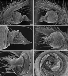 Figure 63. A–F Loureedia annulipes from Haluqim Ridge, Israel (MR008, HUJ), scanning electron micrographs of right male palp, images reversed to appear as left palp. A prolateral view B retrolateral view C conductor, prolateral view D ventral view E conductor, ventral view F apical view. C conductor E embolus ST subtegulum T tegulum.