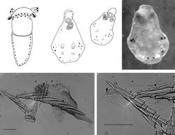 Figure 3. Cyerce bourbonicasp. n. A ventral view of holotype B selection of larger cerata of paratype (formaldehyde) showing morphology: globular patches at base near attachment point, the small flap, and some black pigment spots remaining at the distal end C photograph of ceras of paratype (alcohol) from anterior side showing denticulate margin and pointed papillae D whole radula of paratype (formaldehyde) E single tooth magnified to show denticles and shape of shaft. Scale bars 100 µm.