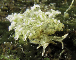 Plate 15. Cyerce bourbonica sp. n., 12 mm paratype, La Réunion, photo: H Flodrops.