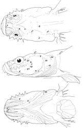 Figure 1. Head lateral-line system of Clariger taiwanensis, NTOUP-2011-11-062, holotype, 28.3 mm SL