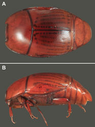 Figure 1. Habitus photos of Kaszabister barrigai sp. n. A Dorsal B Lateral.