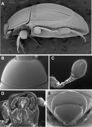 Figure 2. Generic characters of Kaszabister. A Lateral habitus of Kaszabister barrigai showing carinate and convergent dorsolateral elytral striae B Pronotum of Kaszabister carinatus C Antenna of Kaszabister carinatus D Mouthparts of Kaszabister carinatus E Propygidium and pygidium of Kaszabister carinatus.