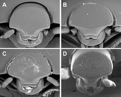 Figure 3. Anterior view of head. A Kaszabister barrigai B Kaszabister ferrugineus C Kaszabister rubellus D Kaszabister carinatus.