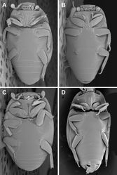 Figure 4. Ventral habitus. A Kaszabister barrigai B Kaszabister ferrugineus C Kaszabister rubellus D Kaszabister carinatus.