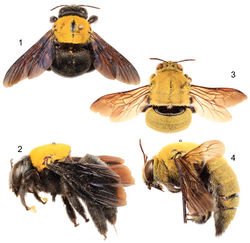 Figures 1–4. Habitus photomicrographs of Xylocopa (Koptortosoma) aestuans (Linnaeus) from central Saudi Arabia. 1 Female, dorsal 2 Female, lateral 3 Male, dorsal 4 Male, lateral.