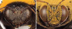 Figures 5–6. Faces of Xylocopa (Koptortosoma) aestuans (Linnaeus) from central Saudi Arabia. 5 Female 6 Male.