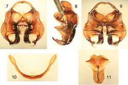 Figures 7–11. Male terminalia of Xylocopa (Koptortosoma) aestuans (Linnaeus) from central Saudi Arabia. 7 Genital capsule, dorsal aspect 8 Genital capsule, lateral aspect 9 Genital capsule, ventral aspect 10 Seventh metasomal sternum 11 Eighth metasomal sternum.