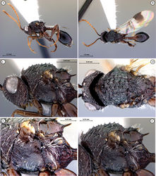 Figure 39. Tessmannella copelandi Buffington & van Noort, sp. n., holotype A lateral habitus B dorsal habitus C head and mesosoma, lateral view D head and mesosoma, dorsal view E meso- and metapleurae, scutellum, lateral view F mesosoma, lateral view.