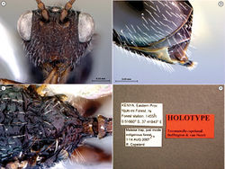 Figure 40. Tessmannella copelandi Buffington & van Noort, sp. n., holotype A head, anterior view B hind margin of metasoma, lateral view C scutellum and petiole, dorsal view D labels.