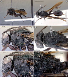 Figure 45. Tessmannella nigra Hedicke, holotype A lateral habitus B dorsal habitus C head and mesosoma, lateral view D head and mesosoma, dorsal view E head and pronotum, lateral view F scutellum, dorsal view.