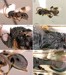 Figure 48. Tessmannella roberti Buffington & van Noort, sp. n., holotype A lateral habitus B  dorsal habitus C head and mesosoma, lateral view D scutellum, dorsal view E metasoma, lateral view F petiole, dorsal view.