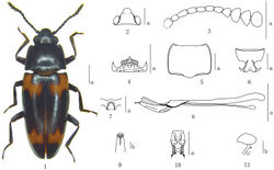 Figures 1–11. Episcapha (Ephicaspa) lushuiensis sp. n. 1 habitus 2 head 3 antenna 4 mentum 5 Pronotum 6 prosternum 7 mesoventrite 8 aedeagus in lateral views 9 anterior end of internal sac in anterodorsal view 10 female genitalia in ventral view 11 female spermatheca Scale bars: a = 1mm, b = 0.1mm.