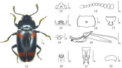 Figures 12–22. Episcapha (Ephicaspa) quadriconcava sp. n. 12 habitus 13 head 14 antenna 15 Mentum 16 pronotum 17 prosternum 18 mesoventrite 19 aedeagus in lateral views 20 anterior end of internal sac in anterodorsal view 21 female genitalia in ventral view 22 female spermatheca Scale bars: a = 1mm, b = 0.2mm.