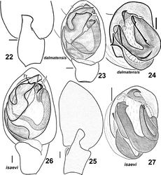 Figures 22–27. Males of Haplodrassus dalmatensis (22–24 from Crimea) and Haplodrassus isaevi (25–26 paratype from Rostov Area, 27 from Crimea): 22, 25 RTA, retrolateral view 23, 26 palp, ventral view 24, 27 bulbus, apical view. Abbreviations: Tt tooth-like process of terminal apophysis.