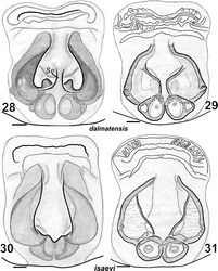 Figures 28–31. Females of Haplodrassus dalmatensis (28–29 from Crimea) and Haplodrassus isaevi (30–31 from Crimea): 28, 30 epigyne, ventral view 29, 31 epigyne, dorsal view. Abbreviations: Seseptum.