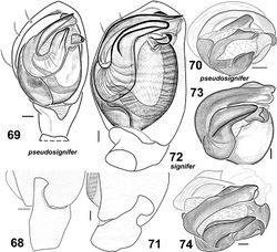 Figures 68–74. Males of Haplodrassus pseudosignifer (68–70 from Crimea) and Haplodrassus signifer (71–74 from Crimea): 68, 71 RTA, retrolateral view 69, 72 palp, ventral view 70, 73–74 bulbus, apical view.