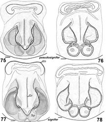 Figures 75–78. Females of Haplodrassus pseudosignifer (75–76 from Crimea) and Haplodrassus signifer (77–78 from Crimea): 75, 77 epigyne, ventral view 76, 78 epigyne, dorsal view. Abbreviations: Ah anterior hood; Gr'' groove of epigyne; Spspermatheca.