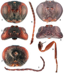 Figures 1–8. Zapatella grahami 1 head, female (anterior view) 2 head, female (dorsal view) 3 head, female (posterior view) 4 head, male (anterior view) 5 head, male (dorsal view) 6 antenna, female 7 antenna, male 8 hind leg, female (arrow indicates the dense white setae on dorsoposterior surface of coxa).