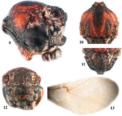 Figures 9–13. Zapatella grahami,female 9 mesosoma (lateral view) 10 mesoscutum (dorsal view) 11 mesoscutellum (dorsal view) 12 metascutellum and propodeum (posterodorsal view) 13 forewing.