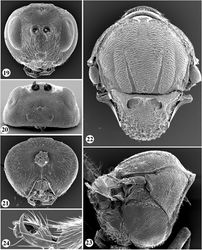 Figures 19–24. Zapatella nievesaldreyi, female 19 head (anterior view) 20 head (dorsal view) 21 head (posterior view) 22 mesosoma (dorsal view) 23 mesosoma (lateral view) 24 tarsal claw.